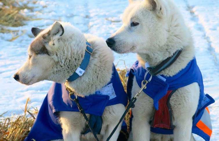 Trail tested gear for working dogs