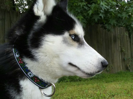 Decorative Dog Collars